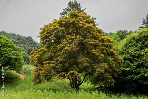 Fullmoon Maple tree (Acer japonicum) with half green and turning red leaves in a forest photo