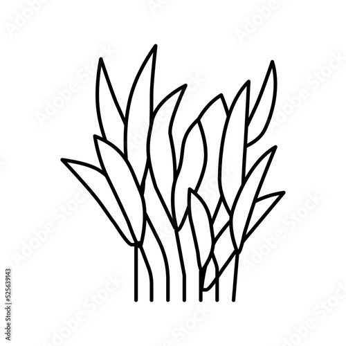 java fern line icon vector illustration