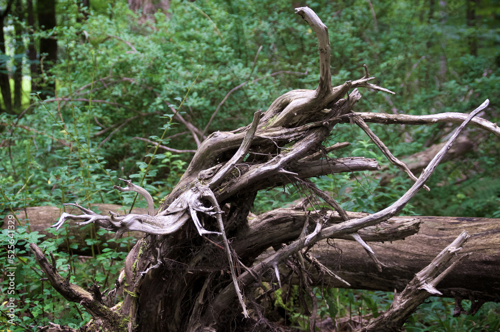 Eye level view of tangled dried roots of over turned tree in forest creating abstract design. Eye level view of tangled dried roots of over turned tree in forest creating abstract design.