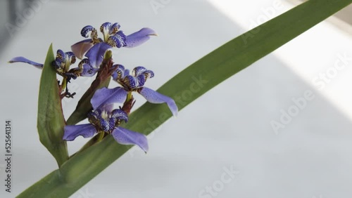 Closeup of Walking Iris Flower on a Light Windy and Sunny Day