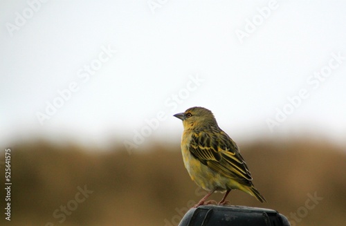 Photography Selective focus shot of brimstone canary (Crithagra sulphurata)