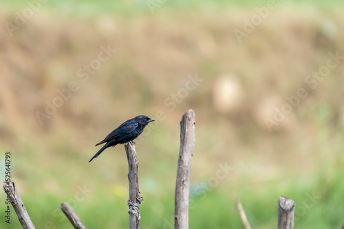 black drongo (Dicrurus macrocercusO