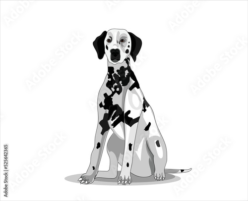 Dalmatian dog vector illustration front pose