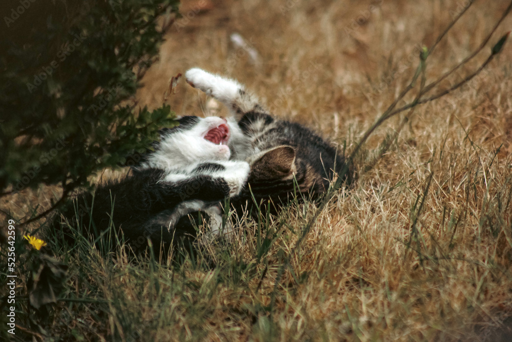 Fototapeta premium Chaton jeu