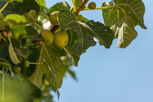 Fig Tree in Summer in Taranto, Countries, in the South of Italy