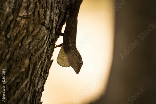 Selective focus of a Anolis distichus on a tree bark with a blurred yellow background photo