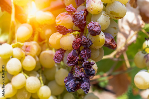 Close up of Dried Italian Wine Black Grapes Plantation in Summer before Harvest with Sun Flare photo