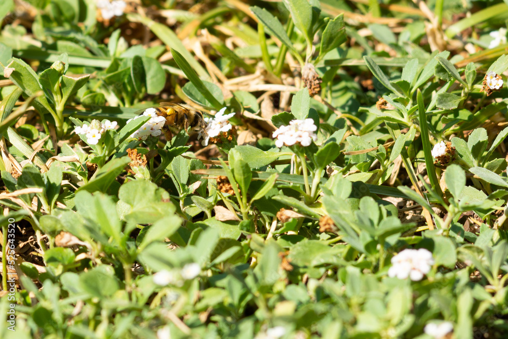 Flowers in the Meadow with Bees Pollinating in Summer Flowers in the Meadow with Bees Pollinating in Summer