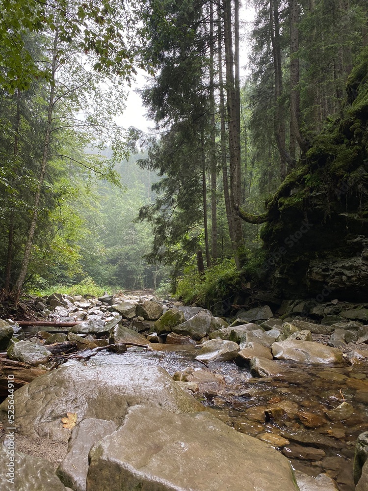 Obraz premium river in the forest