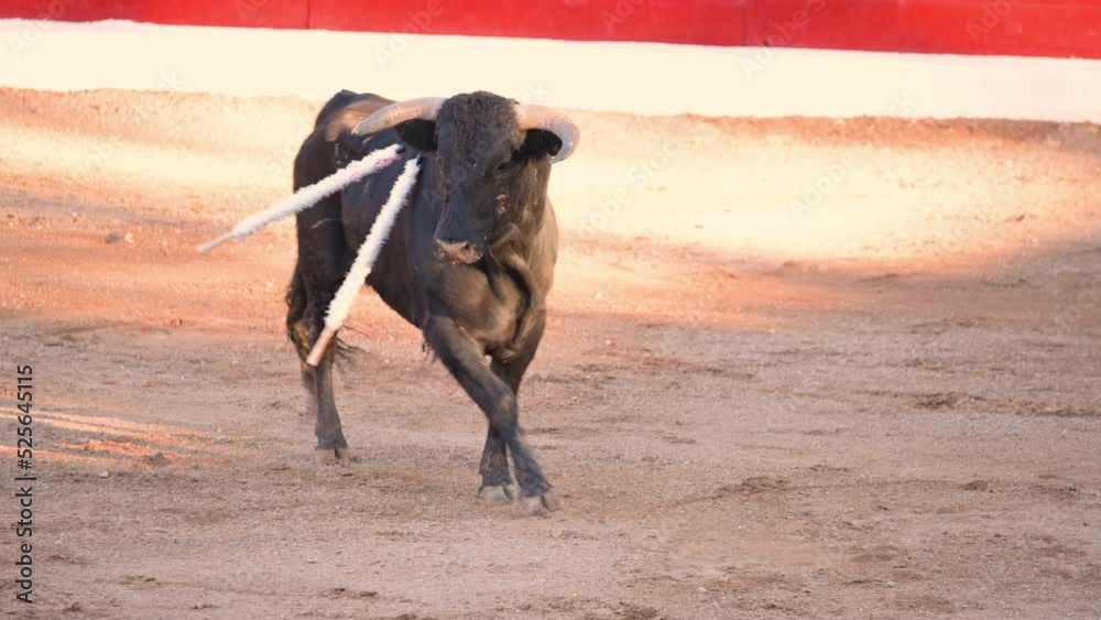 A bull in a spanish bullfighting arena. High quality 4k footage A bull in a spanish bullfighting arena. High quality 4k footage