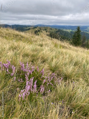 flowers on the top of the mountains  © Alinyara