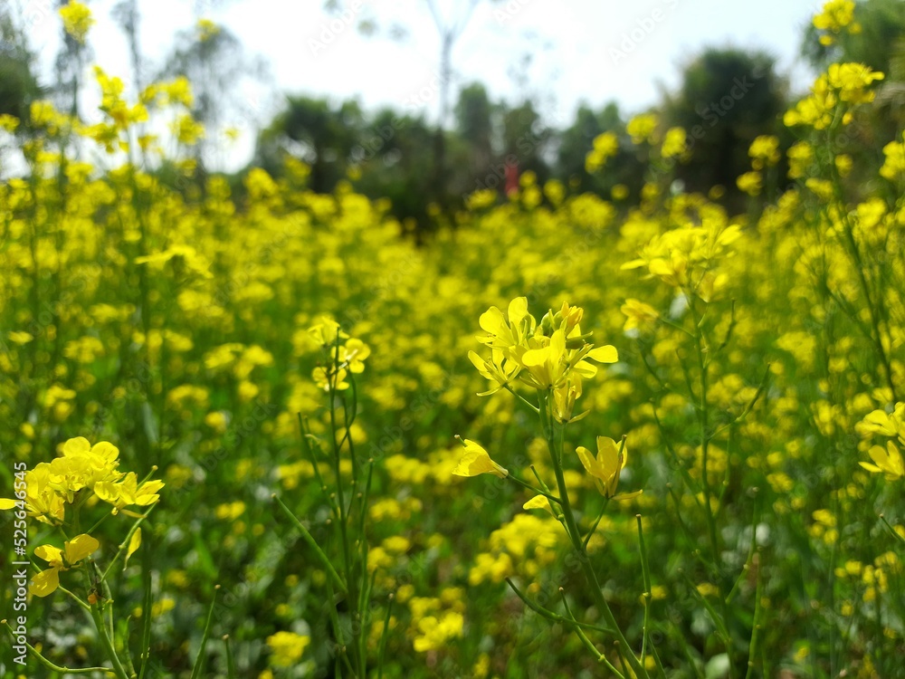 field of mustard tree field of mustard tree
