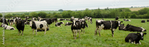 Mucche Irlandesi
