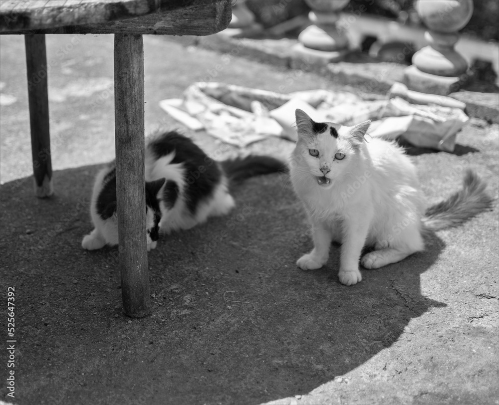 Fototapeta premium Cats sitting under a shadow