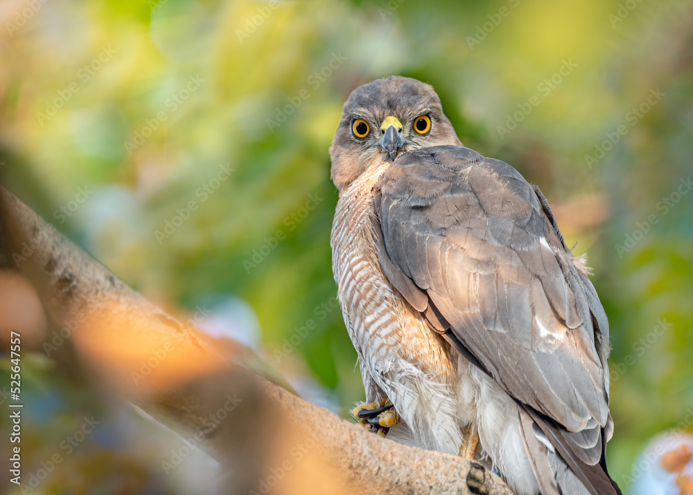 A Shikra looking into the Camera A Shikra looking into the Camera