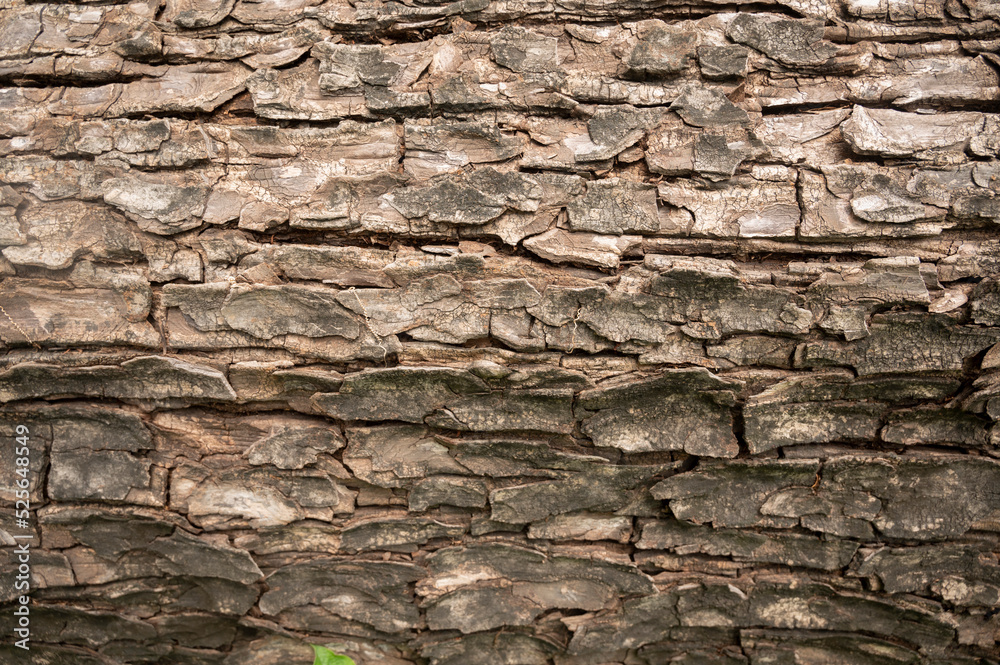 Rough dirty old tree bark for background use. Dirty wallpaper. Rough dirty old tree bark for background use. Dirty wallpaper.