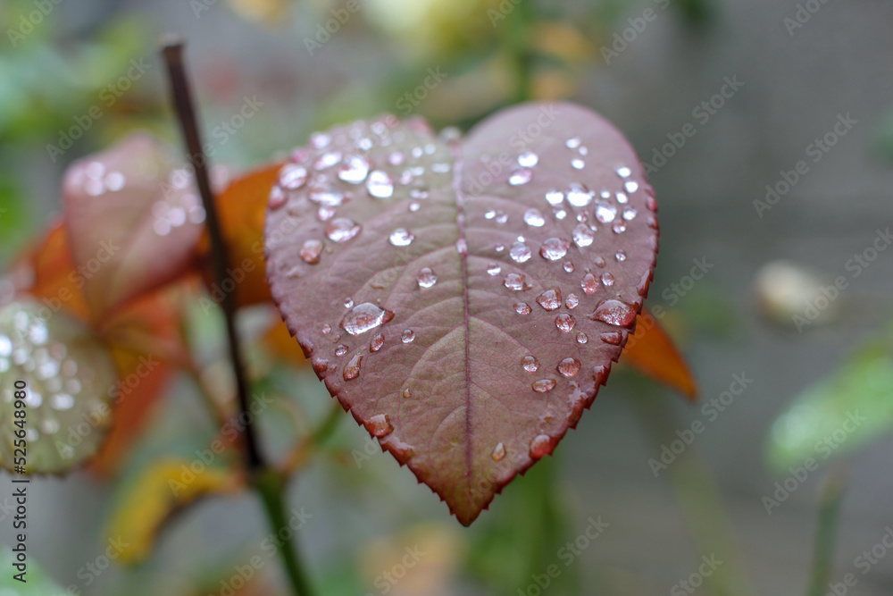 drops of water in a heart shaped leaf drops of water in a heart shaped leaf