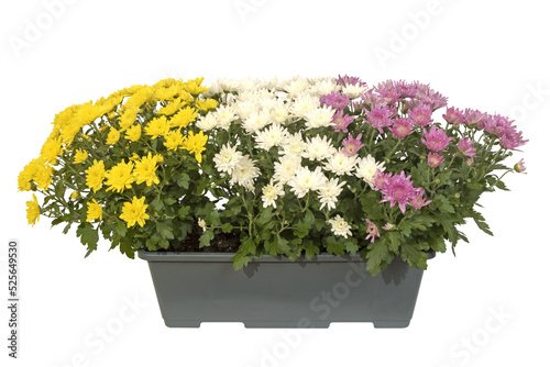 Jardinière de chrysanthème multicolor photo