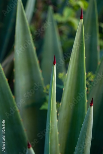 Vertical shot of green sisal leaves for natural fiber extraction with red thorn