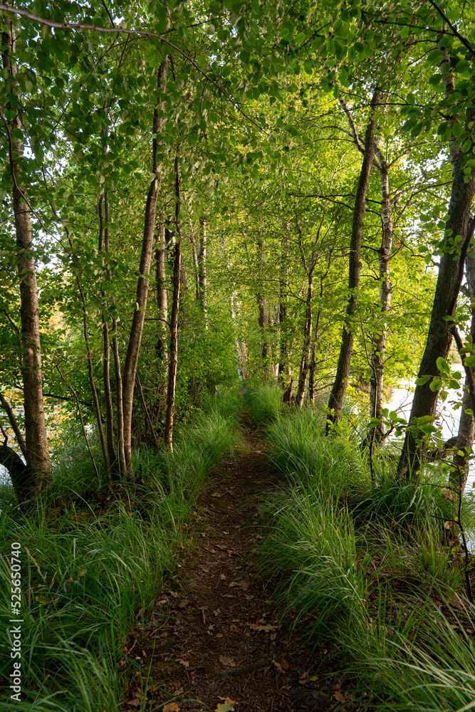 Obraz premium path in the woods