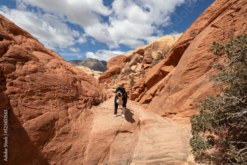 Portuguese Water Dog standing on the aztec sandstone formations at Red Rock in Nevada
