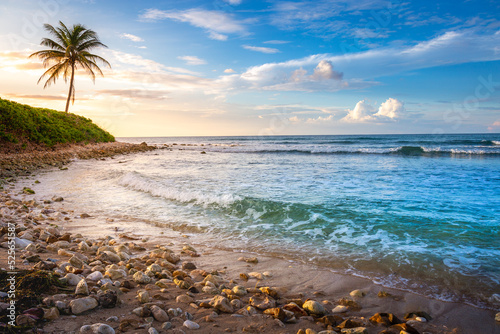 Tropical paradise: caribbean beach with single palm tree, Montego Bay, Jamaica photo