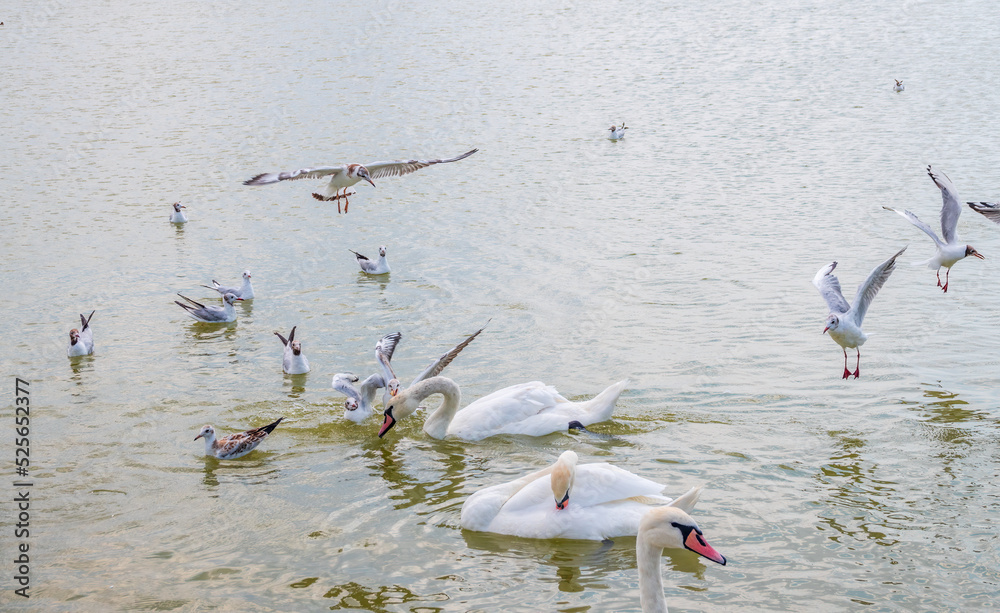 Flock of Seagulls, swims in the lake with wite swans.