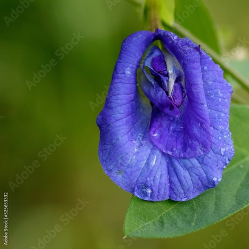 Shallow focus shot of a Blue ternate flower