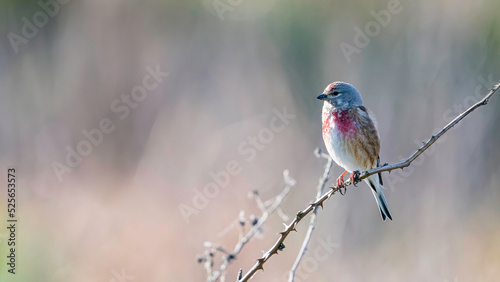 Linnet sitting on a branch an enjoys in the sun