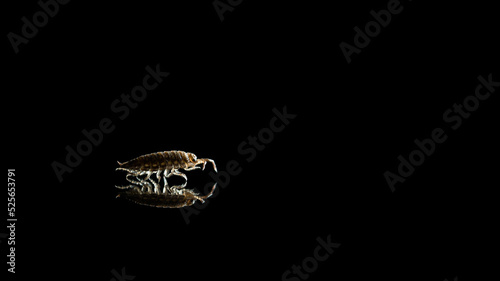 Common pillbug or sow bug, Armadillidium sp, black background and room for text
