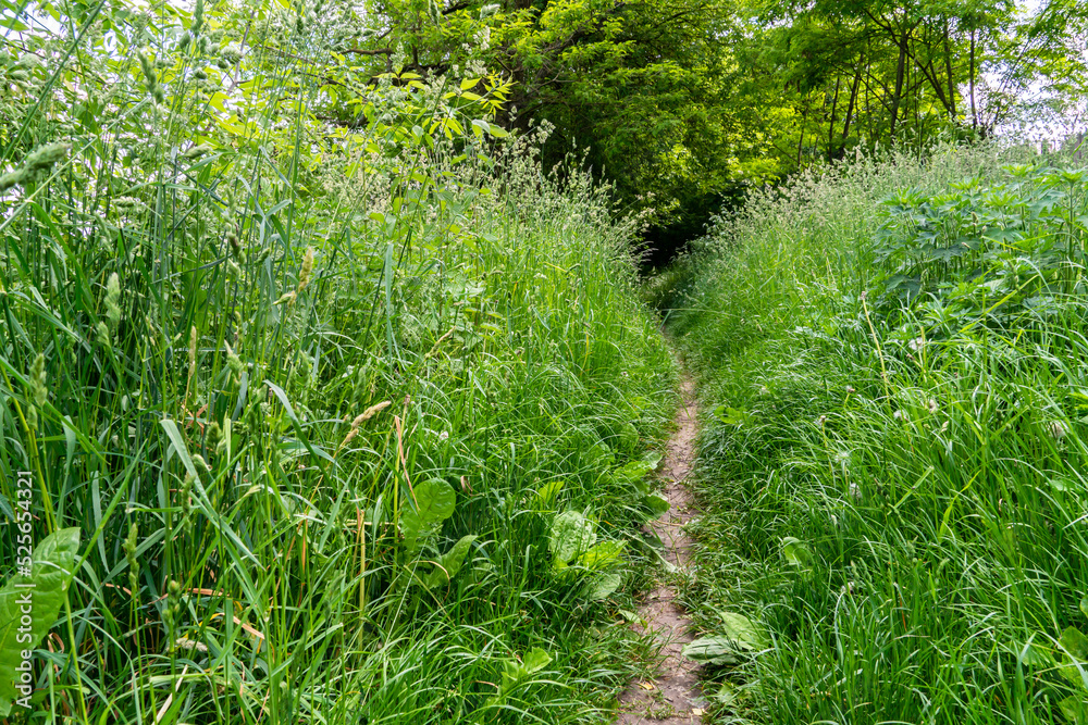 A dirt path through high and dense grass in the forest. Hiking in the forest for outdoor activities. A dirt path through high and dense grass in the forest. Hiking in the forest for outdoor activities.