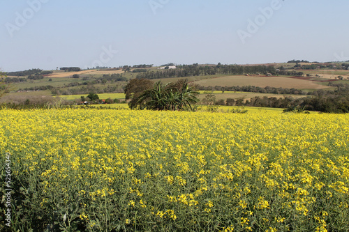 Agricultura, campo florido amarillo