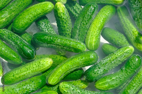 Ripe green cucumbers in water. Seasonal preparations.