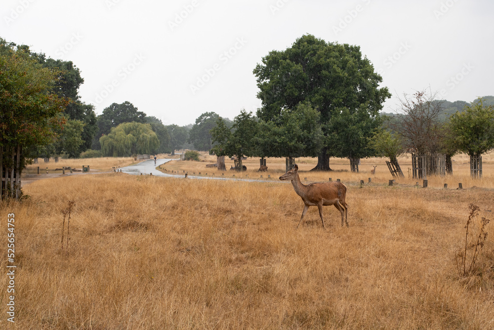 herd of deer doe walking running richmond park london england raining