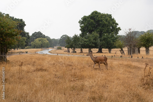 herd of deer doe walking running richmond park london england raining