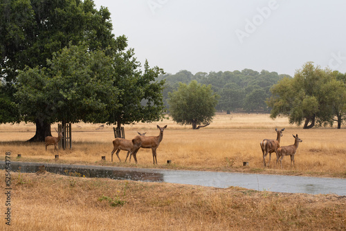 herd of deer in the wild london richmond park england rain