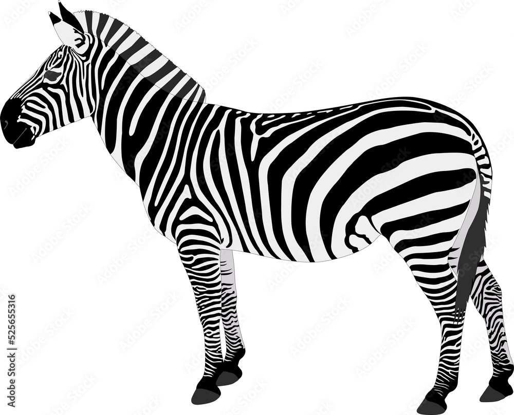 detailed illustration of zebra - png with transparent background
 - obrazy, fototapety, plakaty 