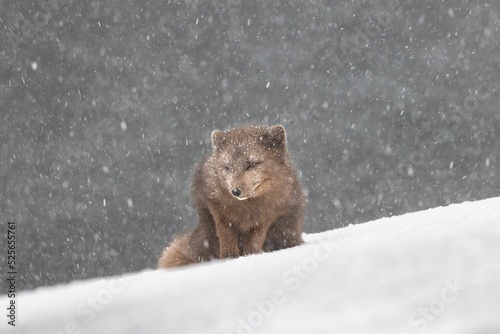 Arctic fox stuck in the snow at Hornstrandir nature reserve photo