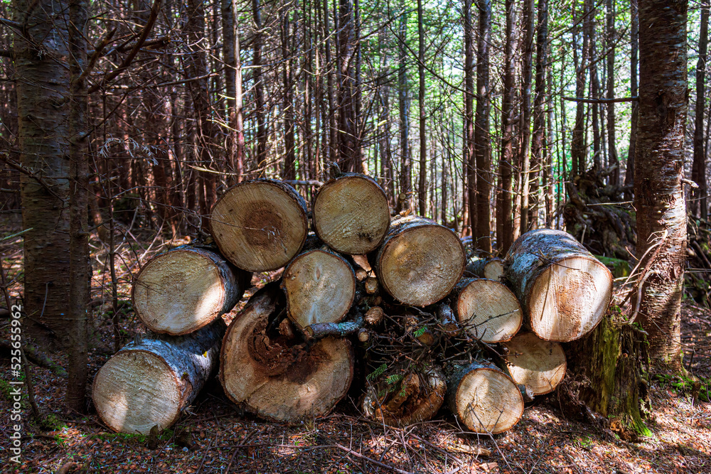 Pile of cut-up logs in the forest