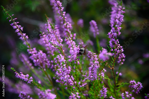 purple heather at the edge of the forest where a bee is sitting on a sunny summer day