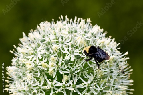 Closeup shot of a bee on a white echinop plant in a garden photo
