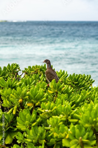 Selective focus of Bare-eyed pigeon perched on a beach naupaka plant at seaside photo