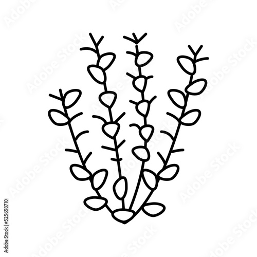 red ludwigia line icon vector illustration