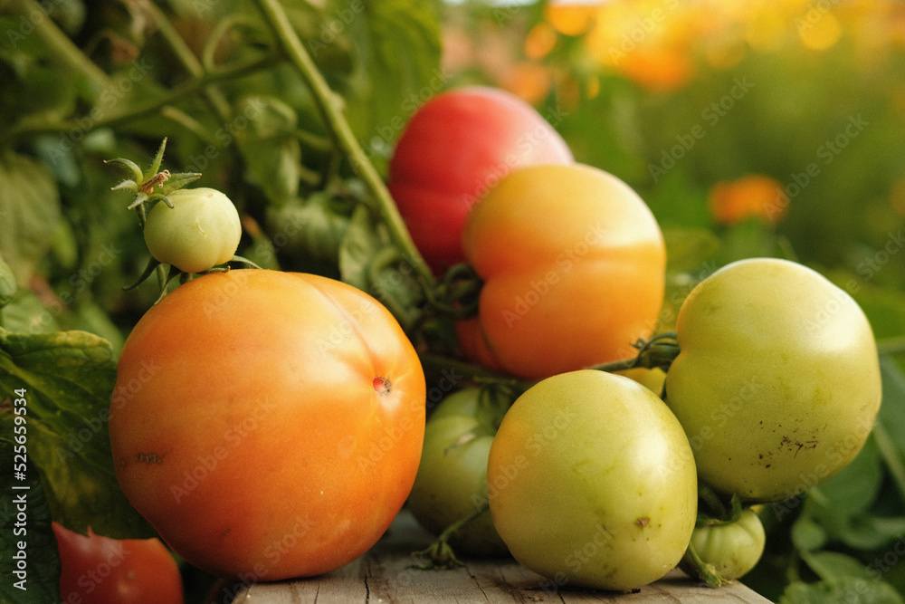 Ripening Tomatoes