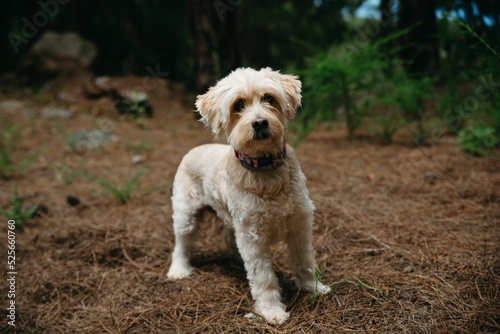 Εκτύπωση καμβά Cute brown Tibetan terrier in nature during the daytime