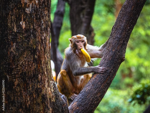 Canvastavla Closeup of a rhesus macaque with a banana on a tree