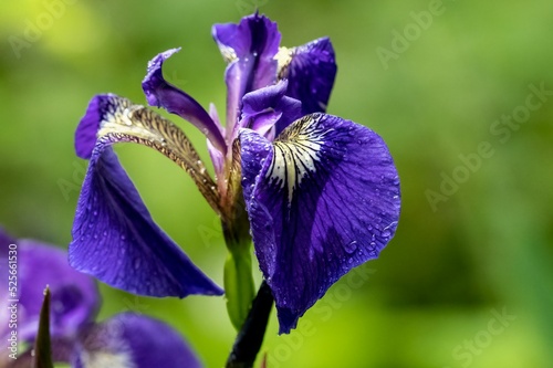 Iris setosa flower in the garden at Royal Roads University, Victoria, BC Canada photo