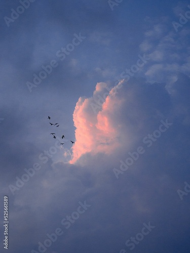 Canvas Print Flock of birds flying in the sky with a sunset on the clouds