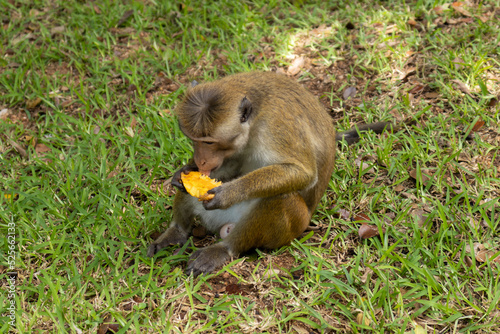 Monkeys of Sri Lanka. Gangs of monkeys terrorizing the villages searching for food, destroying every thing they come across.