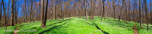 Spring landscape, banner, panorama - view of the deciduous forest with paths and flowers in the rays of the spring sun. Horizontal background